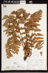 Dryopteris cristata image