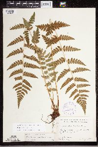 Dryopteris cristata image