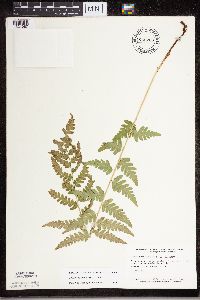 Dryopteris cristata image