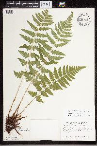 Dryopteris cristata image