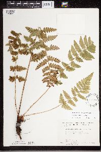 Dryopteris cristata image