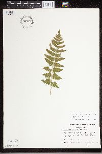 Dryopteris cristata image