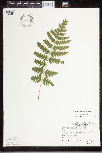 Dryopteris cristata image