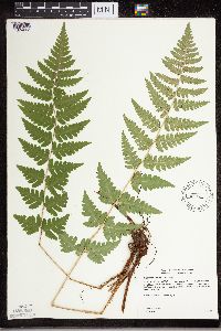 Dryopteris cristata image