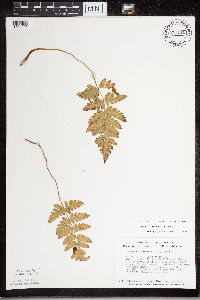 Dryopteris cristata image