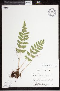 Dryopteris cristata image