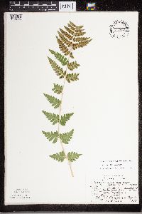 Dryopteris cristata image