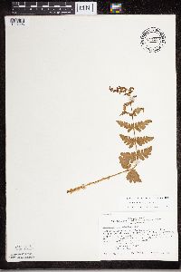 Dryopteris cristata image
