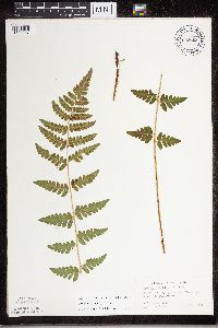Dryopteris cristata image
