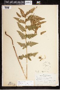 Dryopteris cristata image