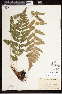 Dryopteris cristata image