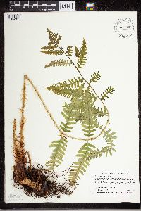 Dryopteris cristata image