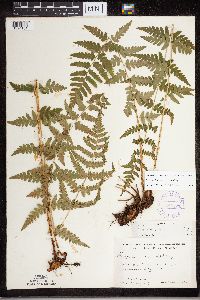 Dryopteris cristata image