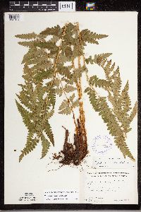 Dryopteris cristata image