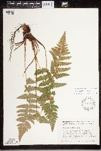 Dryopteris cristata image