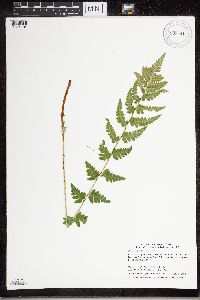 Dryopteris cristata image