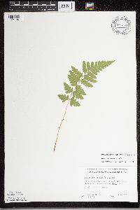 Dryopteris cristata image