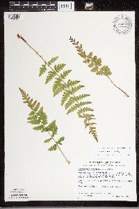 Dryopteris cristata image