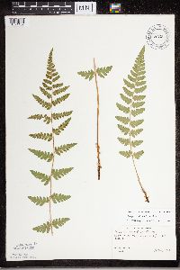 Dryopteris cristata image