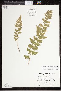 Dryopteris cristata image