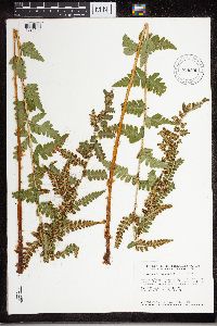 Dryopteris cristata image