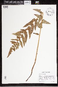 Dryopteris cristata image