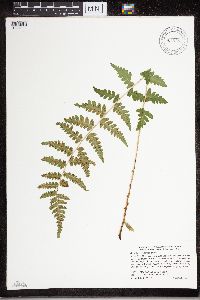 Dryopteris cristata image