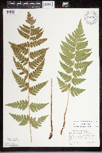 Dryopteris cristata image