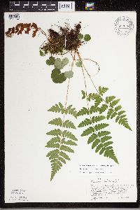 Dryopteris cristata image