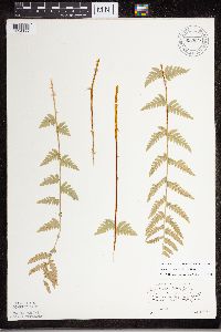 Dryopteris cristata image