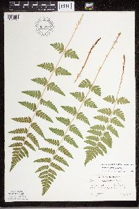 Dryopteris cristata image
