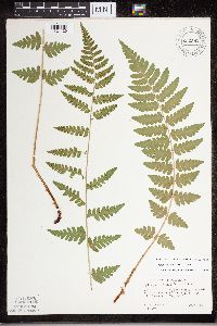 Dryopteris cristata image