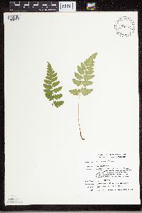 Dryopteris cristata image
