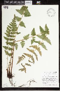 Dryopteris cristata image