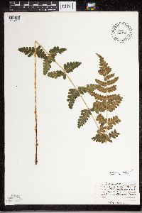 Dryopteris cristata image
