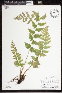 Dryopteris cristata image