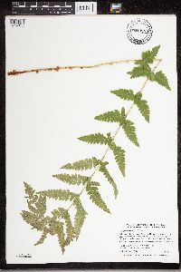 Dryopteris cristata image