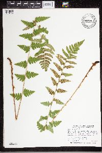 Dryopteris cristata image