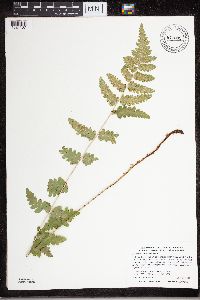 Dryopteris cristata image