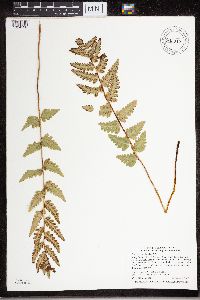 Dryopteris cristata image
