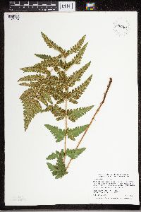 Dryopteris cristata image