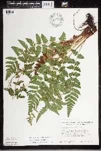 Dryopteris cristata image