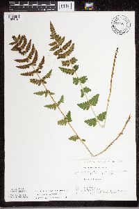 Dryopteris cristata image