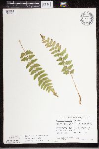 Dryopteris cristata image