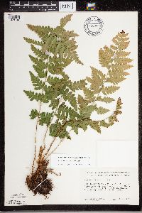Dryopteris cristata image
