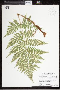 Dryopteris expansa image