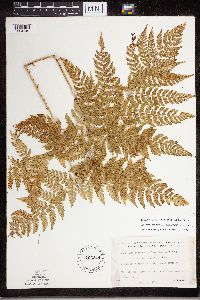 Dryopteris expansa image