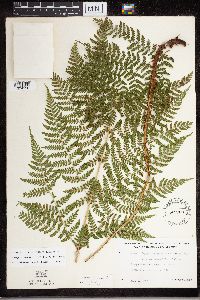 Dryopteris expansa image