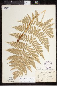 Dryopteris expansa image