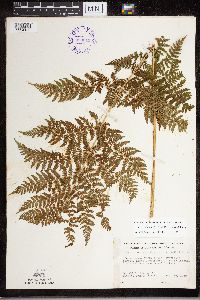 Dryopteris expansa image